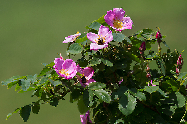 포토 JPG 해외이미지 식물 꽃 분홍색 곤충 잎 자연 사람없음 초록색 장미 벚꽃 나뭇가지 허브 호박벌 해외202004 해외포토 나무 동물 컬러 벌_곤충 생태계 파일형식 이미지허브