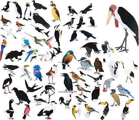 EPS 해외이미지 동물 디자인 실루엣 백그라운드 일러스트 자연 조류 왕관 새로움 미술 검은색 웹 자유 흰색 수집 깃털 그림 비둘기 부리 거위 까마귀 고립 황새 현실 부족함 해외202004 해외일러스트 컬러 컨셉 인터넷 문화예술 촬영기법 생태계 파일형식 벡터 이미지허브