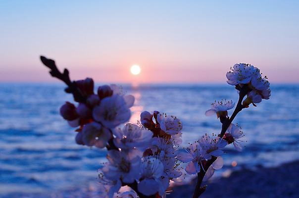 포토 JPG 해외이미지 나무 식물 계절 공원 꽃 바다 분홍색 백그라운드 꽃무늬 자연 하늘 새해 이벤트 사람없음 물 파란색 정원 일본 맑음 축제 봄 벚꽃 흰색 나뭇가지 신선 시간 개화 체리 4월 내추럴 고립 수평선 해외202004 해외포토 자연요소 공공시설 아시아 컬러 무늬 과일 날씨 날짜 생태계 파일형식 이미지허브