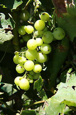 포토 JPG 해외이미지 식물 열매 음식 과일 포도 건강 사람없음 초록색 정원 흰색 신선 달콤 유기농 포도나무 내추럴 해외202004 해외포토 웰빙 컬러 맛 과일나무 파일형식 이미지허브