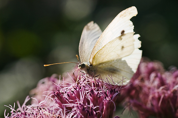 포토 JPG 해외이미지 동물 꽃 야생동물 분홍색 나비 곤충 백그라운드 잎 자연 사람없음 초록색 정원 흰색 우아함 닫기 벌레 작음 묘사 내추럴 해외202004 해외포토 식물 컬러 컨셉 모션 크기 생태계 파일형식 이미지허브