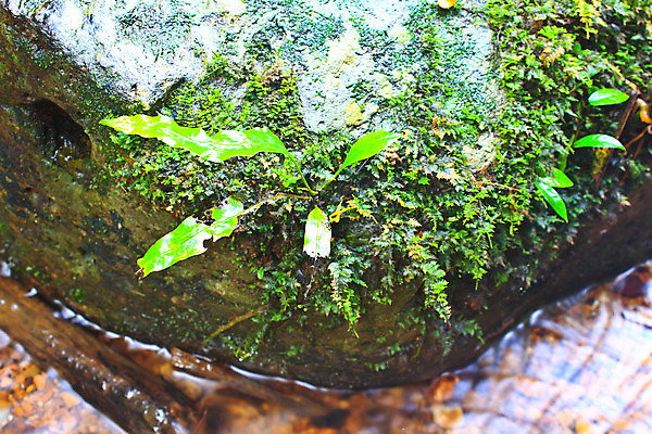 포토 JPG 해외이미지 나무 식물 계절 공원 길 파도 여행 백그라운드 잎 오렌지 태국 아침 이끼 사람없음 야외 목재 초록색 컬러풀 반사 노란색 골짜기 계곡 봄 젖음 흐름 성장 가을 바위 시골 신선 개울 저녁 숲 오솔길 나무껍질 내추럴 양치류 옛날 해외202004 해외포토 주간 공공시설 아시아 바다 컬러 컨셉 과일 재료 자연 강 껍질 돌_바위 야간 파일형식 이미지허브