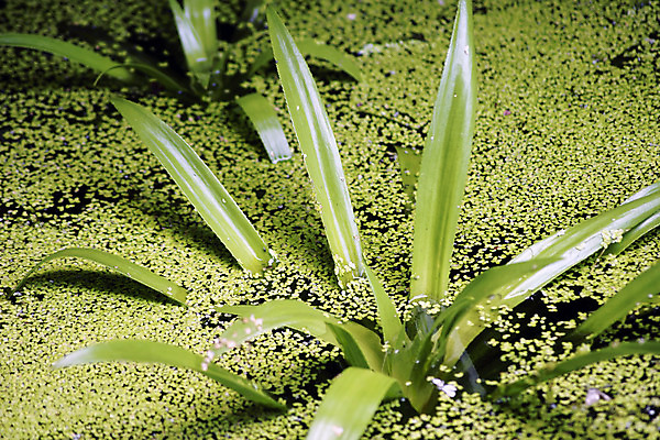 포토 JPG 해외이미지 식물 자연 사람없음 물 반사 정원 연못 해외202004 해외포토 자연요소 생태계 파일형식 이미지허브