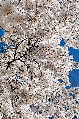 포토 JPG 해외이미지 나무 식물 계절 공원 꽃 백그라운드 꽃무늬 자연 하늘 휴가 사람없음 야외 초록색 파란색 빛 태양 정원 봄 벚꽃 흰색 나뭇가지 신선 체리 닫기 내추럴 해외202004 해외포토 자연요소 공공시설 컬러 무늬 과일 모션 생태계 파일형식 이미지허브