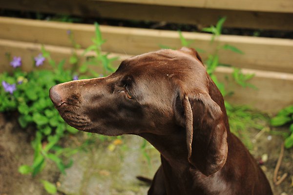 포토 JPG 해외이미지 동물 사람없음 반려동물 갈색 흰색 개 사냥 송곳니 고체 기르기 유래 충고 해외202004 해외포토 컬러 포유류 치아 돌봄 파일형식 이미지허브