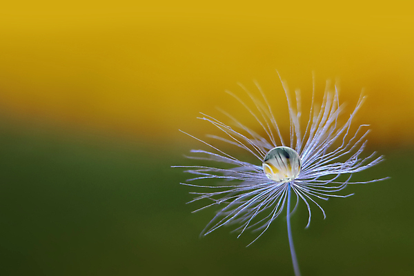 포토 JPG 해외이미지 식물 1 꽃 공 자연 씨앗 사람없음 야외 초록색 물 반사 노란색 봄 젖음 들꽃 떨어짐 이슬 민들레 싱글 심플 솜털 내추럴 해외202004 해외포토 자연요소 계절 컬러 컨셉 생태계 파일형식 이미지허브