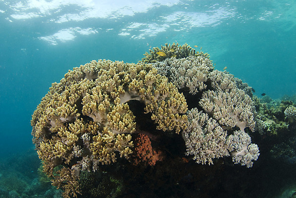 포토 JPG 해외이미지 바다 자연 풍경 사람없음 물 환경 수중 수면 산호 생태계 소금 태평양 암초 생태학 소금물 해외202004 해외포토 자연요소 교육 자포동물 파일형식 이미지허브