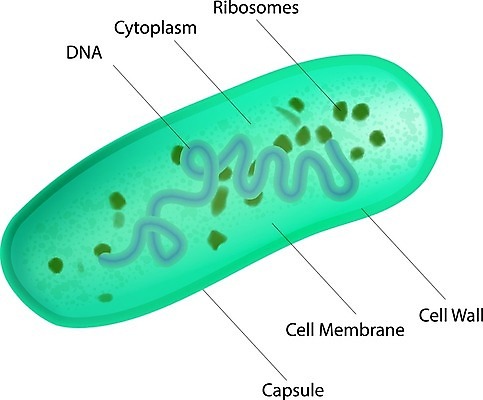 EPS 해외이미지 식물 음식 다이어트 일러스트 재료 세포 건강 식이요법 현미경 약 우유 상품 DNA 크림 분석 유기농 생물학 만들기 감염 요거트 박테리아 내추럴 보충 면역력 요구르트 이스트 화학물질 해외202004 해외일러스트 웰빙 교육 컨셉 의학 모션 유제품 실험기구 화학 생명공학 파일형식 벡터 과학 이미지허브