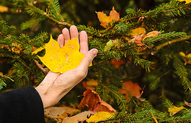 포토 JPG 해외이미지 나무 식물 손 계절 꽃다발 백그라운드 컨셉 단풍 잎 신체 부분 자연 엄마 건조 손바닥 사람없음 야외 초록색 컬러풀 노란색 환경 쪽지 가을 신용카드 떨어짐 11월 심볼 10월 내추럴 돌봄 카피스페이스 해외202004 해외포토 꽃 컬러 가족 모션 신체부위 금융 공백 날짜 생태계 파일형식 이미지허브