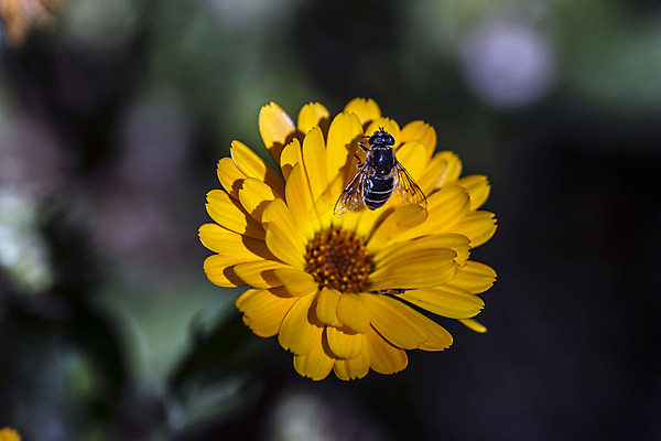 포토 JPG 해외이미지 식물 계절 꽃잎 꽃 실루엣 음식 곤충 잎 날개 오렌지 자연 날씨 사람없음 초록색 햇빛 정원 봄 활발 에너지 시골 작업 개화 맛 원예 꽃가루 고립 영양분 해외202004 해외포토 동물 컬러 컨셉 과일 촬영기법 취미 태양 가루 생태계 파일형식 이미지허브