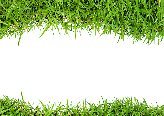 포토 JPG 해외이미지 식물 계절 백그라운드 밭 자연 건강 파노라마 잔디 사람없음 가로 초록색 농장 환경 정원 봄 성장 흰색 신선 칼날 내추럴 고립 해외202004 해외포토 컬러 농업 촬영기법 생태계 파일형식 이미지허브