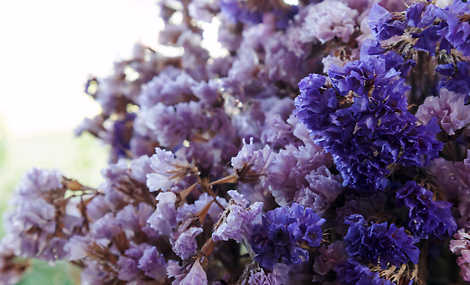 포토 JPG 해외이미지 식물 디자인 계절 꽃 꽃다발 백그라운드 꽃무늬 자연 탁자 주택 건조 사람없음 내부 목재 장식 정원 꽃병 어둠 수확 벚꽃 가을 흰색 그룹 정상 질감 내추럴 구성 옛날 해외202004 해외포토 나무 컬러 가구 무늬 농업 재료 건물 생태계 파일형식 이미지허브