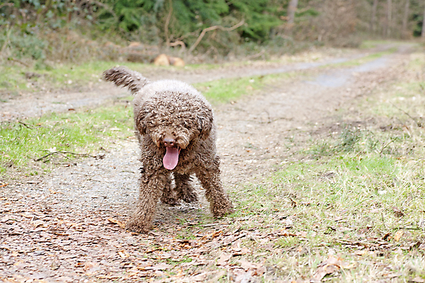 포토 JPG 해외이미지 동물 라이프스타일 응시 공원 행복 청진기 자연 휴가 건강 병원 미소 사람없음 야외 여름 반려동물 갈색 우정 고통 의사 자유 개 리트리버 강아지 질병 래브라도리트리버 혀 만족 수의사 송곳니 기르기 돌봄 예방접종 유래 해외202004 해외포토 시선 계절 공공시설 감정 컬러 컨셉 포유류 의학 의료기기 모션 표정 생활 친구 의료진 입 치아 생태계 접종 파일형식 이미지허브