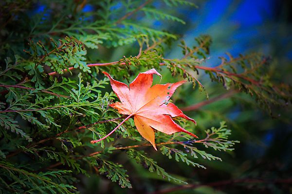 포토 JPG 해외이미지 나무 식물 계절 공원 실루엣 도로 여행 백그라운드 무지개 잎 패턴 자연 하늘 지붕 휴식 풍경 사람없음 빨간색 파란색 빛 컬러풀 햇빛 태양 정원 일본 활발 덮개 가을 나뭇가지 신선 보행로 닫기 숲 그늘 오솔길 강렬 해외202004 해외포토 자연요소 공공시설 아시아 길 컬러 컨셉 무늬 교통시설 모션 촬영기법 뚜껑 생태계 파일형식 이미지허브