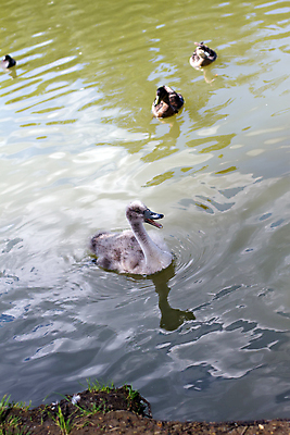 포토 JPG 해외이미지 공원 호수 영국 오리 사람없음 물 청춘 회색 깃털 백조 부드러움 솜털 해외202004 해외포토 자연요소 공공시설 유럽 컬러 컨셉 조류 감각 파일형식 이미지허브