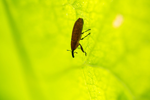 포토 JPG 해외이미지 나무 식물 동물 야생동물 곤충 백그라운드 자연 생물 안테나 사람없음 초록색 갈색 노란색 검은색 자유 외계인 닫기 확대 해충 벌레 작음 딱정벌레 코 생물학 신호 코뿔소 기생충 동물상 그리너리 해외202004 해외포토 교육 컬러 컨셉 통신 포유류 모션 신체부위 조형물 미확인물체 바이러스 크기 생태계 파일형식 트랜드컬러 이미지허브