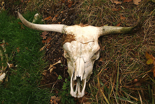 포토 JPG 해외이미지 야생동물 자연 뼈 골격 뿔 사람없음 죽음 소 해골모형 해외202004 해외포토 동물 포유류 모형 생태계 파일형식 이미지허브