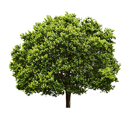 포토 JPG 해외이미지 나무 1 계절 줄기 잎 자연 사람없음 야외 초록색 여름 환경 힘 성장 흰색 나뭇가지 고독 숲 큼 싱글 호두 내추럴 고립 엘리먼트 해외202004 해외포토 식물 감정 컬러 견과류 크기 생태계 파일형식 이미지허브