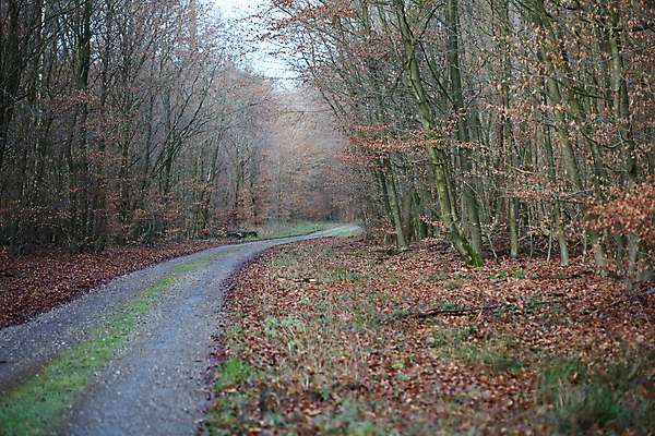 포토 JPG 해외이미지 구름 도로 길 선 여행 밭 교통시설 모션 자연 하늘 휴가 독일 파노라마 풍경 사람없음 야외 목재 여름 자유 시골 중앙 고독 숲 땅 탈출 장면 길가 무한 방법 영원 직진 평야 수평선 소멸 해외202004 해외포토 자연요소 나무 계절 감정 유럽 교통 컨셉 농업 재료 촬영기법 시설 생태계 파일형식 이미지허브