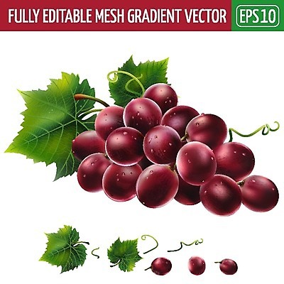 EPS 해외이미지 클립아트 음식 잎 과일 일러스트 포장 자연 포도 디저트 요리 그래픽 장식 빨간색 컬러풀 꼬리표 라벨 주방 식당 주스 수확 신선 맛 잼 먹기 에코 유기농 배지 통조림 내추럴 고립 숙성 채식주의자 해외202004 해외일러스트 식물 웰빙 음료 컬러 컨셉 농업 모션 프레임 환경 상점 소스_음식 생태계 채식 파일형식 벡터 이미지허브