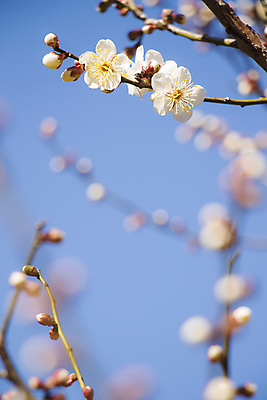 포토 JPG 해외이미지 식물 계절 꽃잎 꽃 백그라운드 꽃무늬 자연 하늘 새로움 사람없음 야외 여름 파란색 우주 정원 일본 봄 활발 벚꽃 흰색 나뭇가지 신선 개화 과수원 묘사 보케 부드러움 내추럴 해외202004 해외포토 나무 아시아 컬러 컨셉 무늬 농업 감각 생태계 파일형식 이미지허브