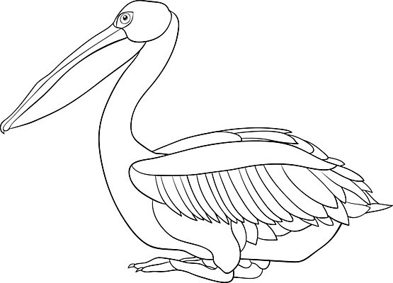 EPS 해외이미지 동물 디자인 선 컨셉 곡선 일러스트 자연 조류 펠리컨 그림 윤곽 스타일 해외202004 해외일러스트 생태계 파일형식 벡터 이미지허브