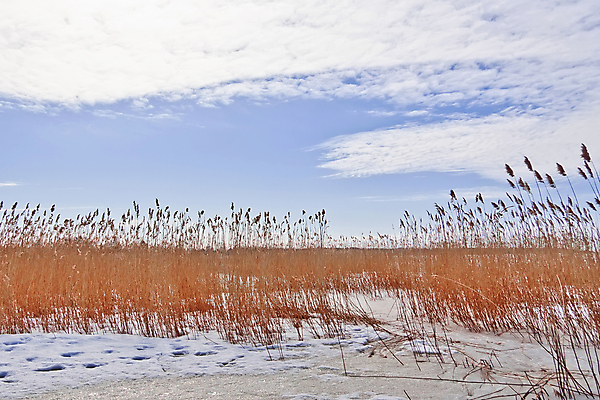 포토 JPG 해외이미지 식물 구름 호수 백그라운드 꽃무늬 오렌지 지팡이 하늘 건조 갈대 풍경 사람없음 야외 파란색 갈색 노란색 냉동 얼음 봄 가을 흰색 시골 습지 서리 러시아 내추럴 기르기 볏집 해외202004 해외포토 자연요소 계절 꽃 유럽 컬러 무늬 과일 돌봄 파일형식 이미지허브