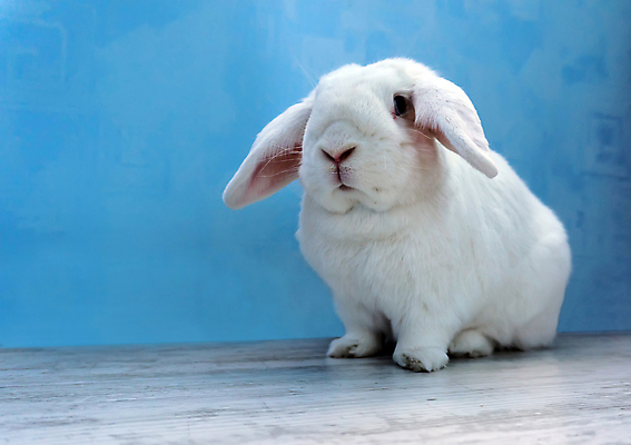 포토 JPG 해외이미지 동물 척추동물 1 야생동물 백그라운드 포유류 포옹 생물 털 사람없음 반려동물 농장 가축 회색 흰색 신생아 토끼 우아함 닫기 강아지 작음 큼 모피 싱글 꼬리 귀 솜털 거짓말 고립 발톱 생존 해외202004 해외포토 컬러 컨셉 농업 안기 모션 발 신체부위 아기 개 크기 파일형식 이미지허브