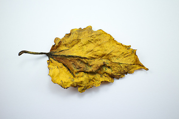 포토 JPG 해외이미지 식물 꽃잎 꽃 백그라운드 잎 꽃무늬 태국 자연 프레임 사람없음 장식 초록색 여름 장미 노란색 우주 정원 중국 활발 벚꽃 닫기 질병 큼 심볼 오브젝트 아욱 이국적 히비스커스 해외202004 해외포토 계절 아시아 컬러 컨셉 무늬 의학 모션 크기 생태계 파일형식 이미지허브