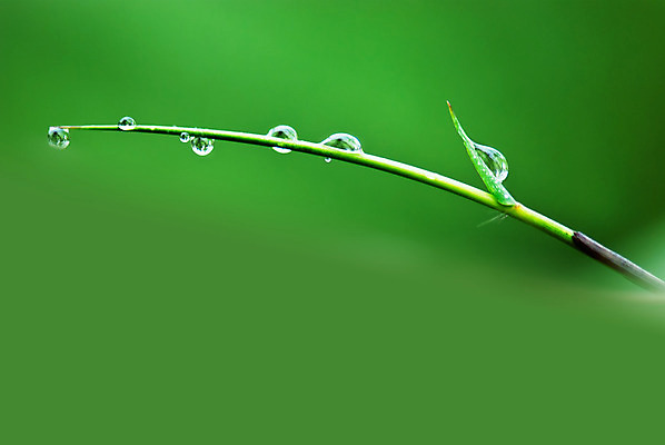 포토 JPG 해외이미지 공원 백그라운드 밭 자연 사람없음 초록색 물 환경 정원 대나무 해외202004 해외포토 자연요소 나무 공공시설 컬러 농업 생태계 파일형식 이미지허브