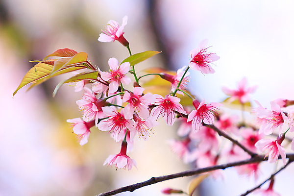 포토 JPG 해외이미지 꽃잎 꽃 분홍색 오렌지 재료 부분 자연 새로움 건강 풍경 사람없음 야외 장식 가로 컬러풀 일본 벚꽃 껍질 개화 그룹 맛 갈증 유기농 질감 날것 슬라이스 장면 흙더미 내추럴 고립 숙성 채식주의자 비건 해외202004 해외포토 식물 웰빙 아시아 컬러 컨셉 과일 흙 생태계 채식 파일형식 더미 이미지허브