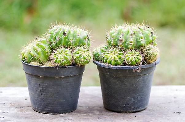 포토 JPG 해외이미지 모양 식물 지구 모래 잎 공 자연 선인장 건조 통 사람없음 장식 초록색 물 정원 사막 성장 흰색 뜨거움 원형 황금 정상 위험 척추 묘사 리빙 내추럴 해외202004 해외포토 자연요소 도형 컬러 컨셉 뼈 생태계 파일형식 이미지허브