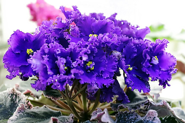 포토 JPG 해외이미지 식물 여자 기념일 꽃 꽃다발 결혼 백그라운드 컨셉 잎 결혼식 휴가 주택 사람없음 내부 파란색 우주 보라색 봄 활발 벚꽃 흰색 축하 신선 오픈 신용카드 생일 개화 우아함 닫기 제비꽃 원예 내추럴 2월 비올라 탄자니아 어머니의날 제의 해외202004 해외포토 계절 컬러 모션 아프리카 사람 이벤트 취미 건물 금융 날짜 미국문화 파일형식 찰현악기 이미지허브