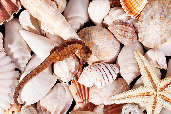 포토 JPG 해외이미지 모양 동물 바다 백그라운드 자연 조개 불가사리 연체동물 골격 사람없음 물 환경 수중 껍질 그룹 수집 해산물 생태계 기념품 수족관 내추럴 생태학 이국적 해외202004 해외포토 자연요소 교육 어패류 극피동물 무척추동물 오브젝트 파일형식 이미지허브