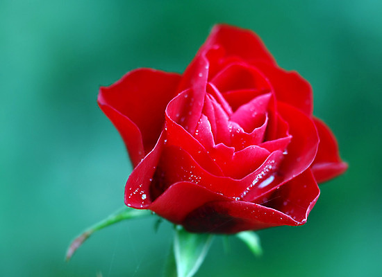 포토 JPG 해외이미지 식물 꽃잎 꽃 백그라운드 잎 자연 발렌타인데이 사랑 사람없음 빨간색 초록색 물 장미 반사 벚꽃 물방울 떨어짐 이슬 묘사 해외202004 해외포토 자연요소 감정 컬러 컨셉 데이이벤트 생태계 파일형식 이미지허브