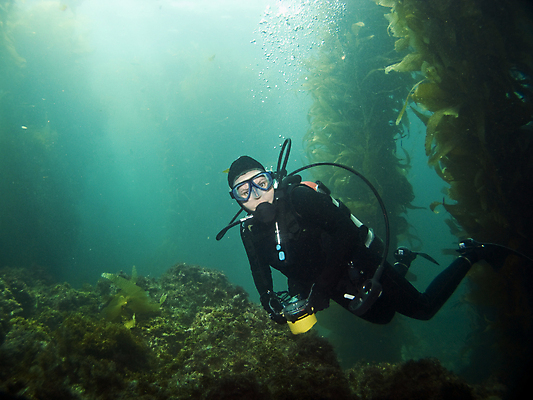 포토 JPG 해외이미지 스포츠 바다 섬 가면 한명 수중 미국 장비 잠수부 탱크 캘리포니아 지느러미 태평양 암초 로스앤젤레스 다시마 해외202004 해외포토 1 북아메리카 사람 해조류 전문직 파일형식 이미지허브
