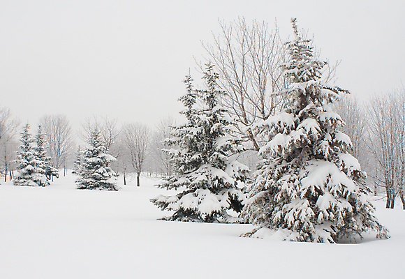 포토 JPG 해외이미지 나무 계절 겨울 자연 풍경 사람없음 야외 크리스마스트리 냉동 얼음 침묵 추위 덮개 흰색 나뭇가지 고독 숲 시원함 12월 크리스탈 북극 서리 상록수 침엽수 솜털 전나무 눈보라 해외202004 해외포토 자연요소 식물 감정 컬러 크리스마스 눈_날씨 소리 뚜껑 날짜 광석 극지방 생태계 파일형식 이미지허브