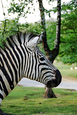 포토 JPG 해외이미지 동물 공원 야생동물 여행 포유류 아프리카 자연 사람없음 야외 옆모습 머리 검은색 흰색 우아함 사파리 얼룩말 고립 초식 해외202004 해외포토 공공시설 나라 뷰포인트 컬러 컨셉 신체부위 말_동물 생태계 파일형식 이미지허브