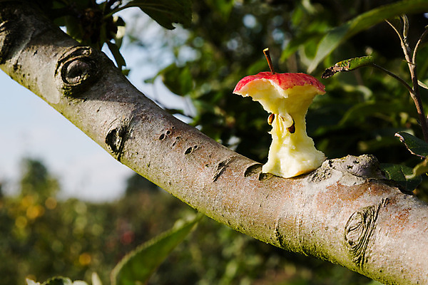 포토 JPG 해외이미지 나무 식물 길 잎 밭 농업 과일 자연 매달리기 건강 씨앗 풍경 사람없음 야외 빨간색 농장 케이크 환경 정원 맑음 수확 성장 가을 나뭇가지 시골 신선 사과 과수원 유기농 보케 냄새 아로마 한조각 숙성 핵심 세련 현실 해외202004 해외포토 1 웰빙 계절 산업 컬러 모션 날씨 디저트 생태계 파일형식 이미지허브