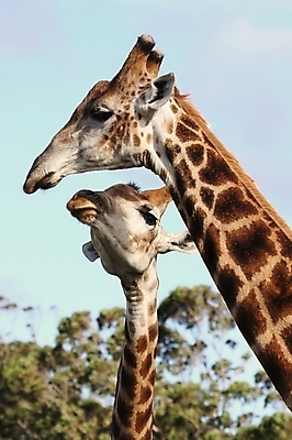 포토 JPG 해외이미지 동물 야생동물 2 포유류 아프리카 자연 초식동물 키스 사랑 서기 사람없음 친구 머리 쌍 입 큼 기린 사파리 부드러움 동물상 해외202004 해외포토 감정 나라 관계 모션 신체부위 조형물 감각 크기 애정표현 생태계 파일형식 이미지허브