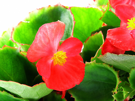 포토 JPG 해외이미지 식물 계절 꽃 잎 꽃무늬 사람없음 빨간색 초록색 컬러풀 정원 봄 벚꽃 공구 신선 냄비 삽 오브젝트 원예 갈퀴 고립 취급주의 해외202004 해외포토 컬러 무늬 경고 취미 도구 솥 파일형식 이미지허브