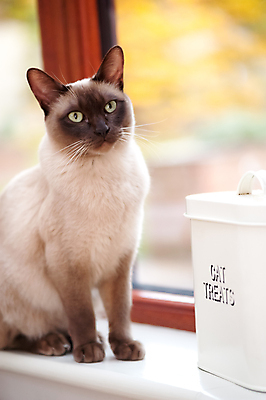 포토 JPG 해외이미지 동물 포유류 수염 앉기 동양인 사람없음 반려동물 대접 최고 기다림 기아 배고픔 인내 버미즈 해외202004 해외포토 모션 인종 고양이 사회이슈 파일형식 이미지허브