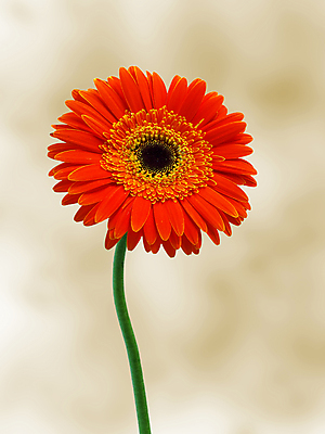 포토 JPG 해외이미지 식물 꽃잎 꽃 꽃무늬 오렌지 자연 사람없음 초록색 머리 벚꽃 싱글 고립 해외202004 해외포토 컬러 무늬 과일 신체부위 생태계 파일형식 이미지허브