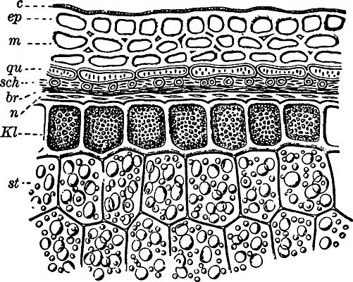 EPS 해외이미지 선 일러스트 미술 야외 검은색 수확 흰색 낟알 밀 그림 판화 막 해외202004 해외일러스트 컬러 농업 문화예술 곡류 파일형식 벡터 이미지허브