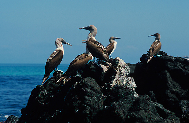 포토 JPG 해외이미지 동물 응시 공원 야생동물 바다 섬 여행 2 발 자연 조류 휴가 풍경 사람없음 야외 물 파란색 항구 미국 만 태평양 암초 에콰도르 갈라파고스 서식지 내추럴 양발 전국 터키석 특별함 해외202004 해외포토 자연요소 시선 공공시설 컬러 컨셉 북아메리카 교통시설 신체부위 남아메리카 보석 생태계 파일형식 이미지허브