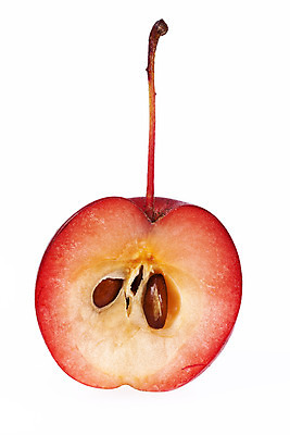 포토 JPG 해외이미지 음식 백그라운드 과일 자연 사람없음 빨간색 가을 흰색 신선 달콤 사과 작음 자르기 날것 내추럴 고립 숙성 채식주의자 파라다이스 해외202004 해외포토 계절 컬러 모션 맛 크기 생태계 채식 파일형식 이미지허브