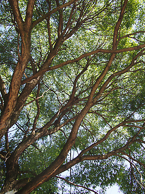 포토 JPG 해외이미지 주간 나무 자연 풍경 사람없음 야외 목재 가로 환경 황무지 숲 큼 눈금 치수 나무껍질 침엽수 거인 내추럴 삼림지대 해외202004 해외포토 자연요소 식물 재료 껍질 크기 생태계 파일형식 이미지허브