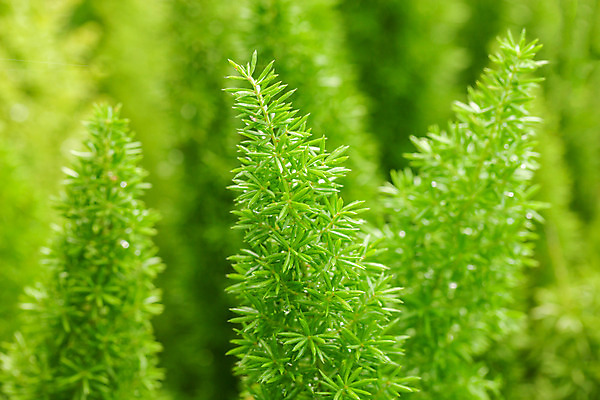 포토 JPG 해외이미지 식물 템플릿 디자인 백그라운드 잎 크리스마스 패턴 사람없음 목재 초록색 빛 봄 소나무 떨어짐 작음 유기농 질감 내추럴 인공 많음 해외202004 해외포토 나무 웰빙 계절 기념일 컬러 컨셉 무늬 재료 크기 파일형식 이미지허브