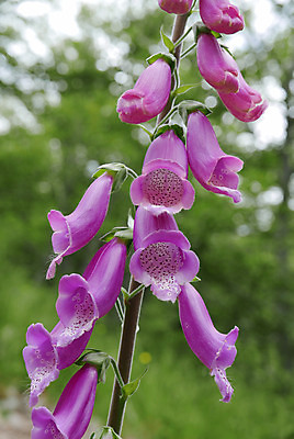 포토 JPG 해외이미지 영어 바다 섬 여행 자연 갈매기 등대 풍경 사람없음 여름 파란색 강 태양 마을 산책 폭포 산책로 하이킹 프랑스 보트 스페인 지중해 순환 페이지 포트 타운 통과 건너기 다도해 마르세유 코르시카 해외202004 해외포토 자연요소 문자 계절 유럽 길 컬러 배_교통 모션 조류 레저 휴식 도시 생태계 파일형식 이미지허브