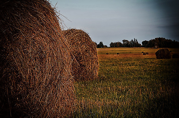 포토 JPG 해외이미지 식물 구름 계절 음식 백그라운드 밭 농업 자연 하늘 풍경 사람없음 야외 초록색 여름 파란색 농작물 햇빛 농장 노란색 목장 수확 가을 시골 황금 건초더미 볏짚 땅 시리얼 밀 유기농 보리 롤 장면 뭉치 밀짚 밭일 호밀 수평선 해외202004 해외포토 자연요소 웰빙 산업 컬러 곡류 태양 건초 짚 생태계 파일형식 더미 이미지허브